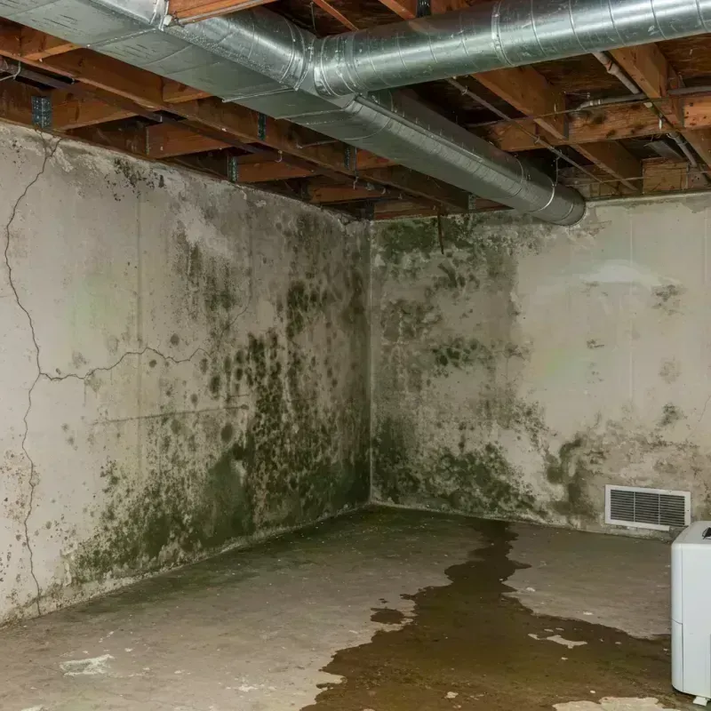 Professional Mold Removal in Lone Jack, MO